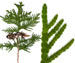 Туя западная — Thuja occidentalis